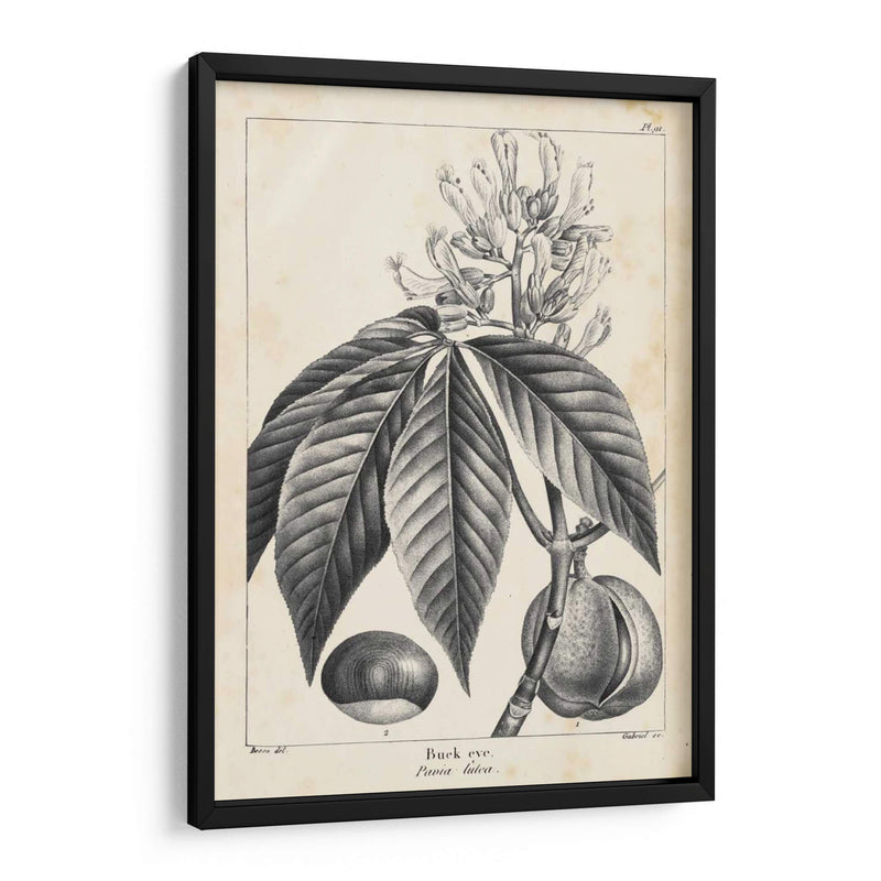 Árbol Buckeye De La Vendimia - Thomas Nuttall | Cuadro decorativo de Canvas Lab