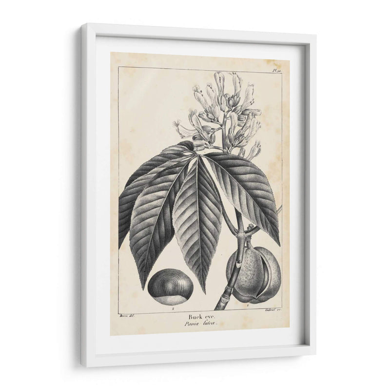 Árbol Buckeye De La Vendimia - Thomas Nuttall | Cuadro decorativo de Canvas Lab