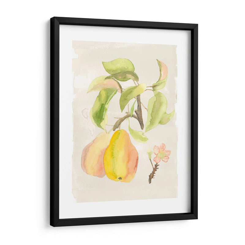 Acuarela Fruta Iii - Naomi McCavitt | Cuadro decorativo de Canvas Lab