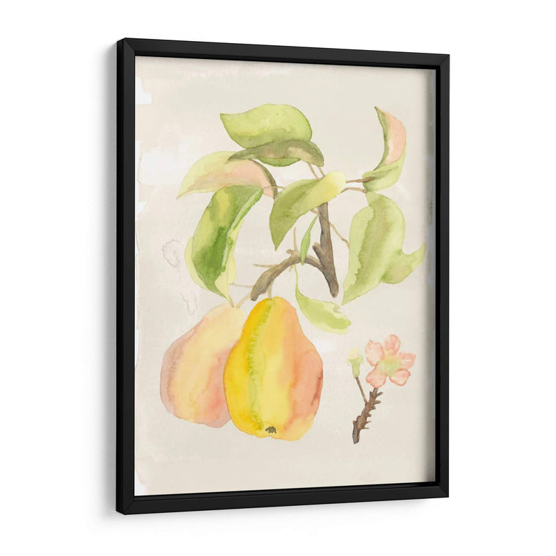 Acuarela Fruta Iii - Naomi McCavitt | Cuadro decorativo de Canvas Lab