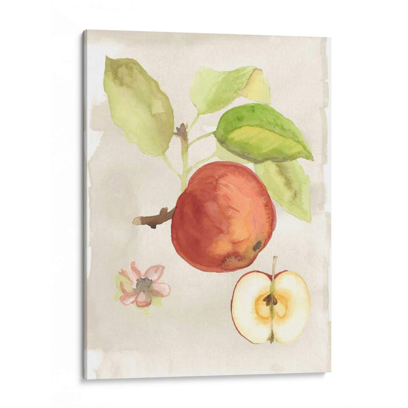 Acuarela Fruta Iv - Naomi McCavitt | Cuadro decorativo de Canvas Lab