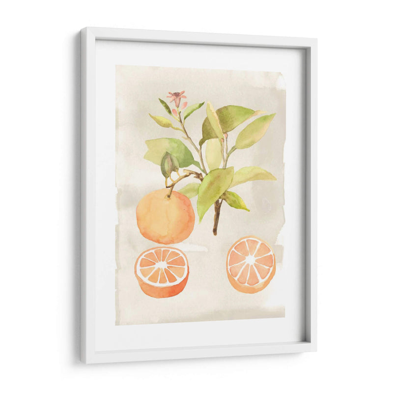 Acuarela Fruta V - Naomi McCavitt | Cuadro decorativo de Canvas Lab
