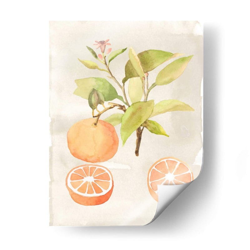 Acuarela Fruta V - Naomi McCavitt | Cuadro decorativo de Canvas Lab