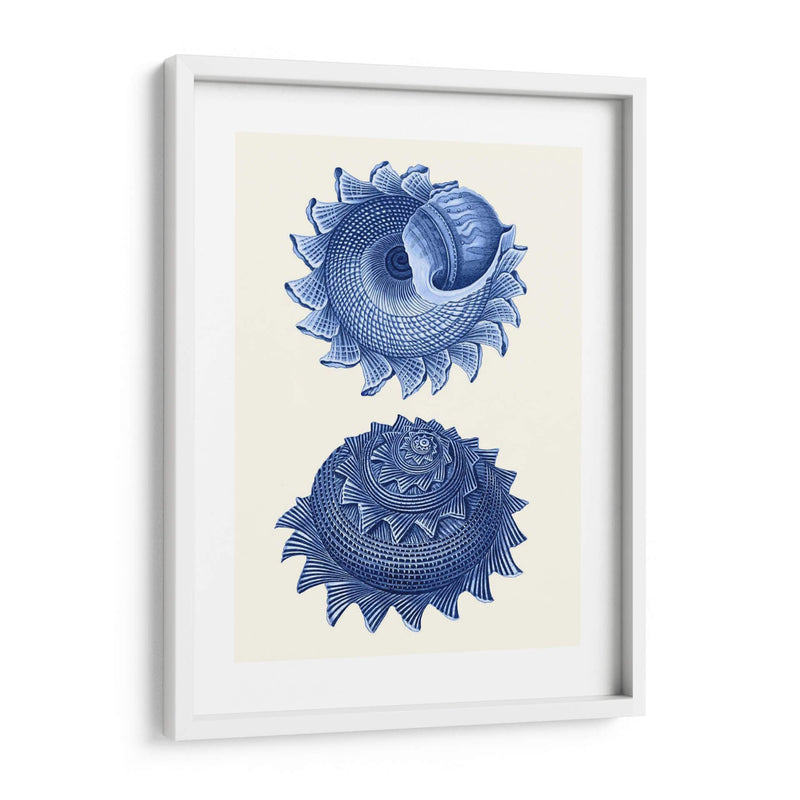 2 Conchas Azules B - Fab Funky | Cuadro decorativo de Canvas Lab