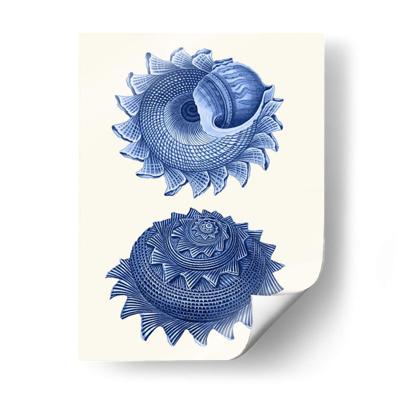 2 Conchas Azules B - Fab Funky | Cuadro decorativo de Canvas Lab