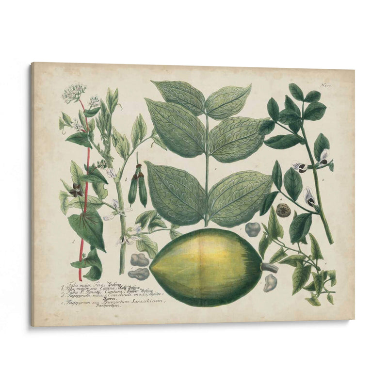 Exótico Weinmann Botanical Ii - Weinmann | Cuadro decorativo de Canvas Lab