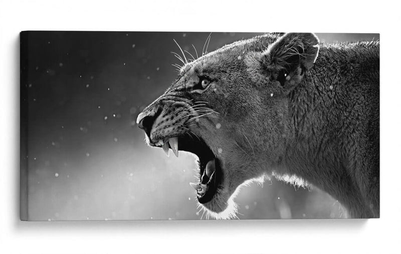 Rugido de la leona | Cuadro decorativo de Canvas Lab