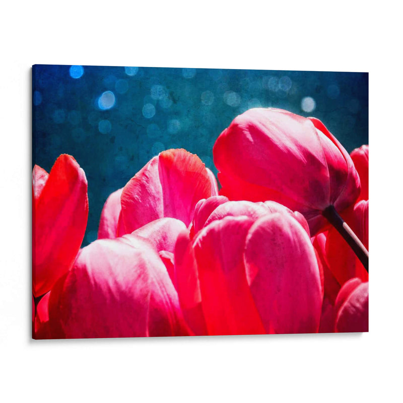 Fucsia Tulips Iii - Rachel Perry | Cuadro decorativo de Canvas Lab