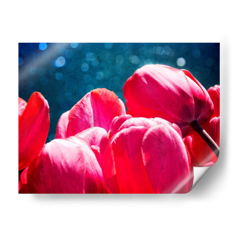 Fucsia Tulips Iii - Rachel Perry | Cuadro decorativo de Canvas Lab
