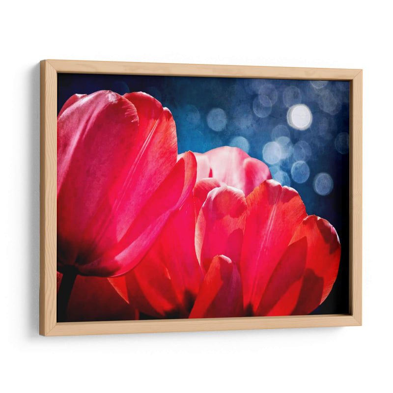 Fucsia Tulipanes Iv - Rachel Perry | Cuadro decorativo de Canvas Lab