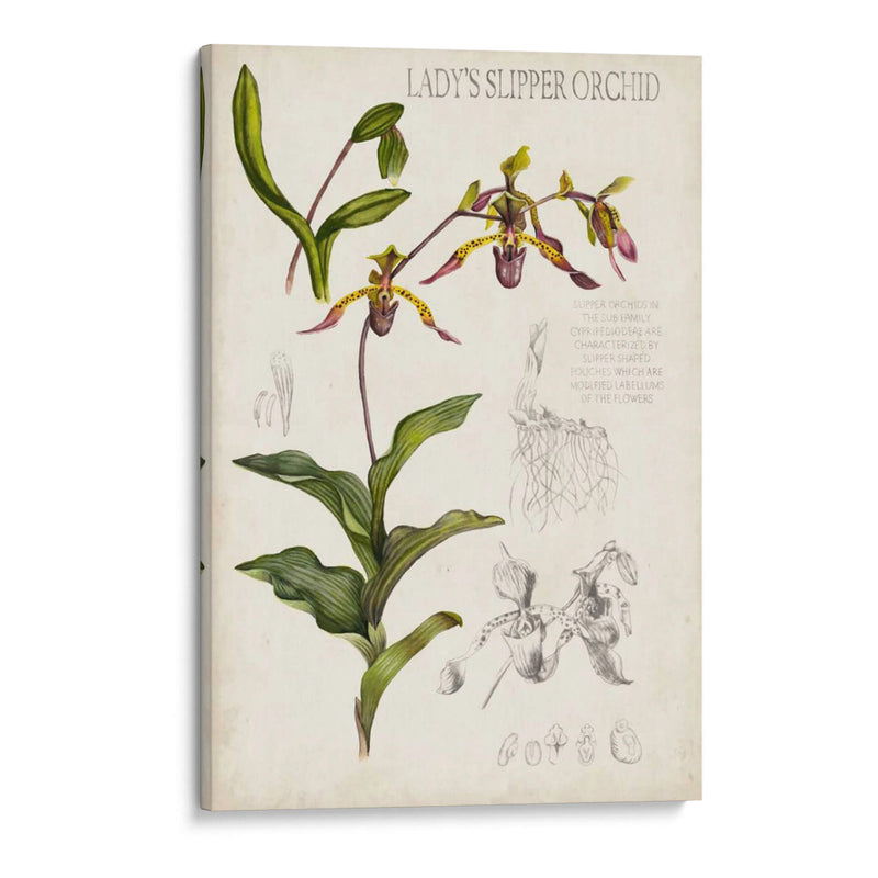 Notas De Campo De Orquídeas Iii - Naomi McCavitt | Cuadro decorativo de Canvas Lab