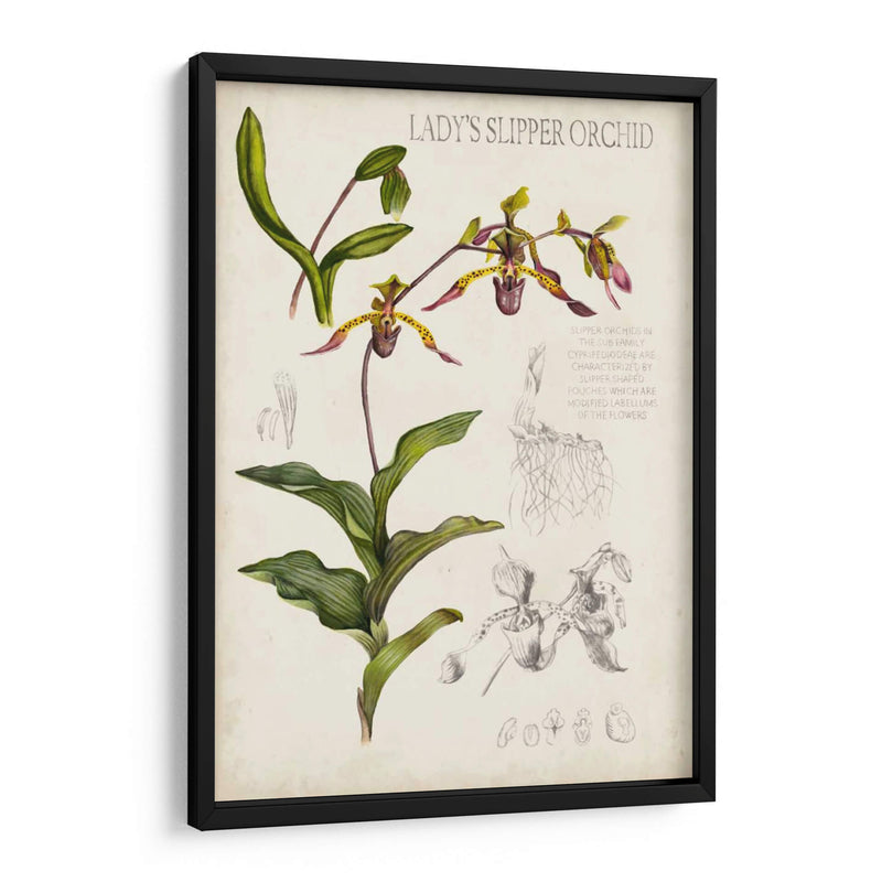 Notas De Campo De Orquídeas Iii - Naomi McCavitt | Cuadro decorativo de Canvas Lab