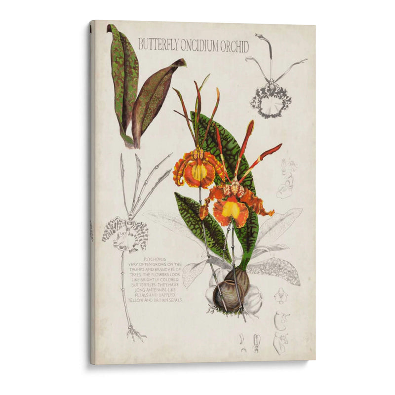Notas De Campo De Orquídea Iv - Naomi McCavitt | Cuadro decorativo de Canvas Lab