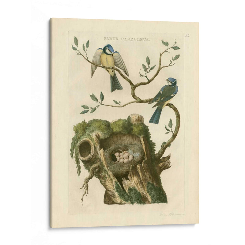 Pájaros Nozeman Y Nidos Iii - Nozeman | Cuadro decorativo de Canvas Lab