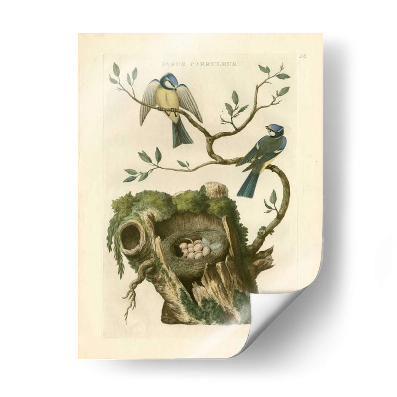 Pájaros Nozeman Y Nidos Iii - Nozeman | Cuadro decorativo de Canvas Lab