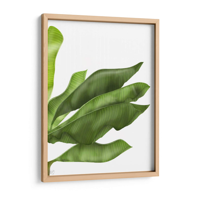Hojas De Plátano 1, Verde En Blanco - Fab Funky | Cuadro decorativo de Canvas Lab