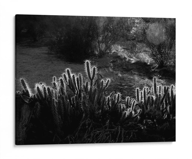 Cactus respingando | Cuadro decorativo de Canvas Lab