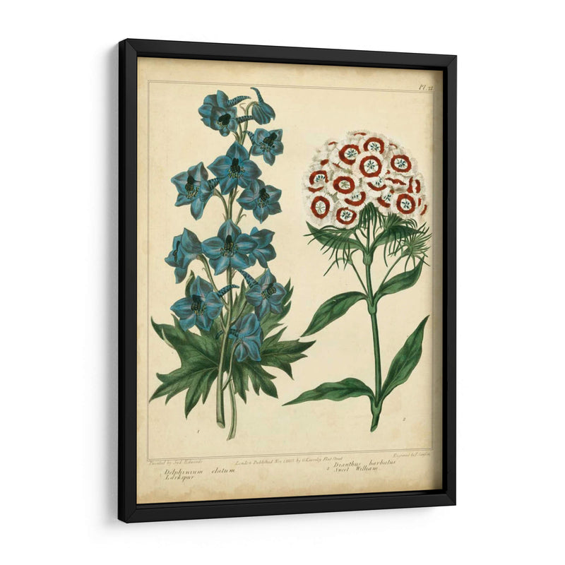 Garden Flora Ii - Sydenham Edwards | Cuadro decorativo de Canvas Lab