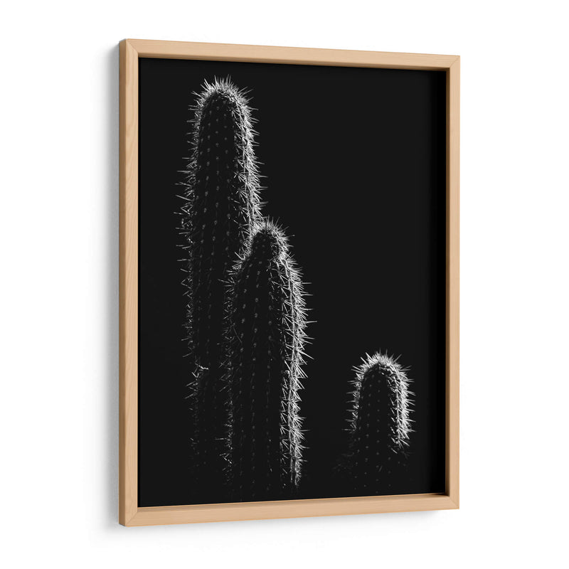 Cactus sobre negro | Cuadro decorativo de Canvas Lab
