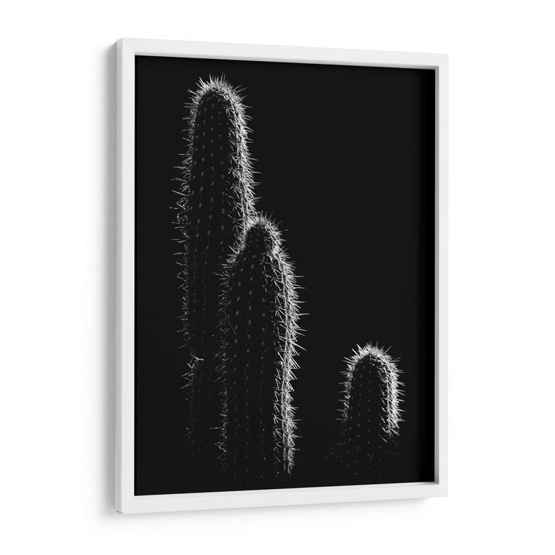 Cactus sobre negro | Cuadro decorativo de Canvas Lab