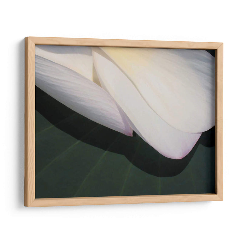 Lotus Detalle Ii - Jim Christensen | Cuadro decorativo de Canvas Lab