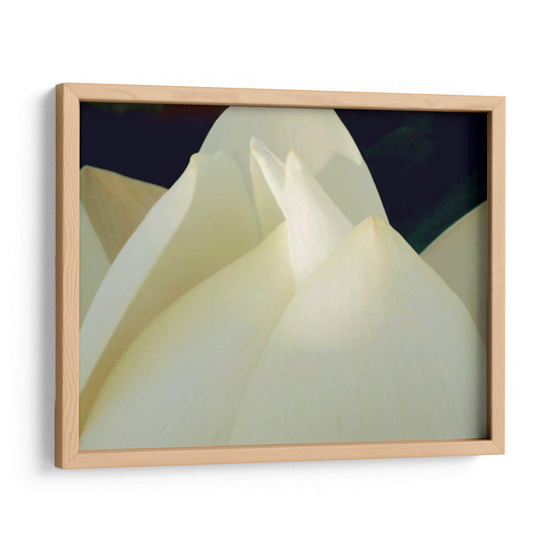 Lotus Detalle Iii - Jim Christensen | Cuadro decorativo de Canvas Lab