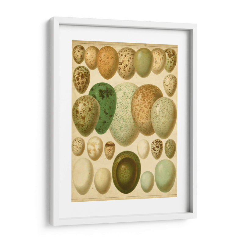 Huevos De Aves Vintage Ii - Meyers | Cuadro decorativo de Canvas Lab