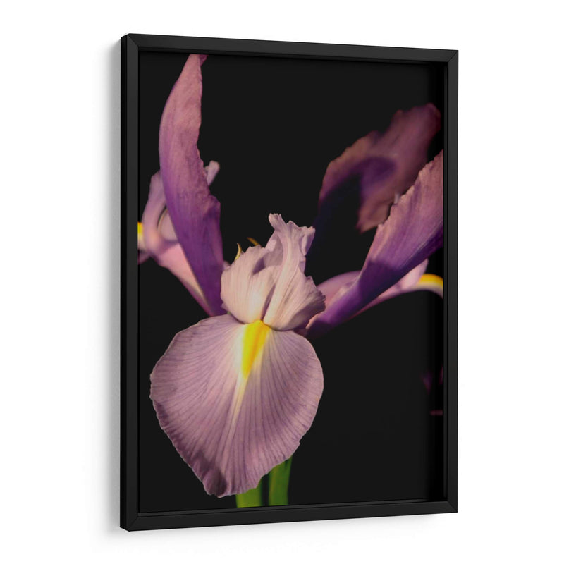 Pequeño Dulce Iris I - Renee W. Stramel | Cuadro decorativo de Canvas Lab
