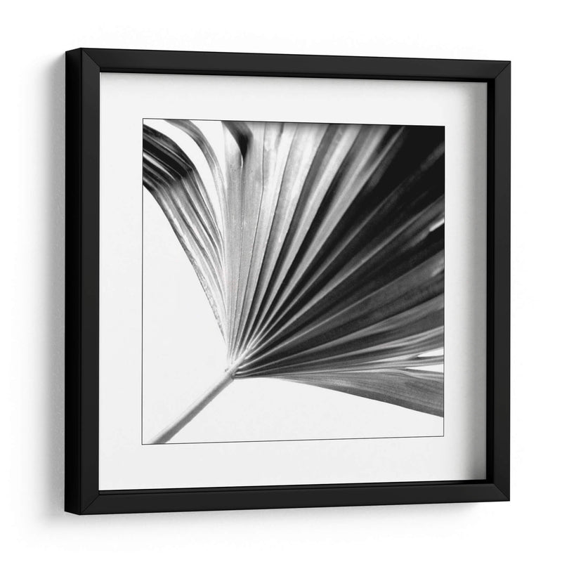 Palm En Blanco Y Negro Ii - Jason Johnson | Cuadro decorativo de Canvas Lab