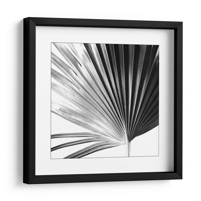 Palm En Blanco Y Negro Iv - Jason Johnson | Cuadro decorativo de Canvas Lab