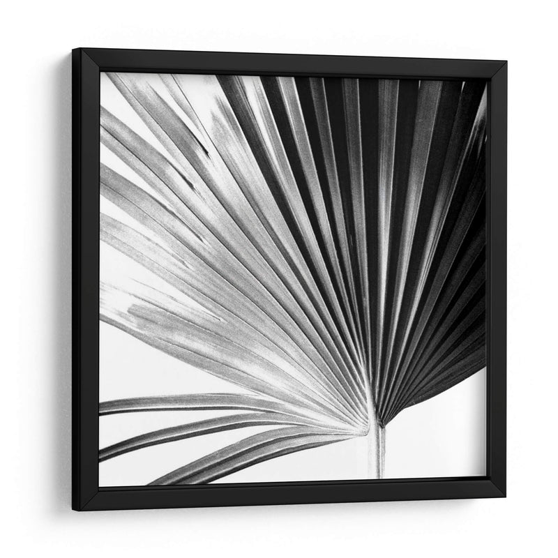 Palm En Blanco Y Negro Iv - Jason Johnson | Cuadro decorativo de Canvas Lab