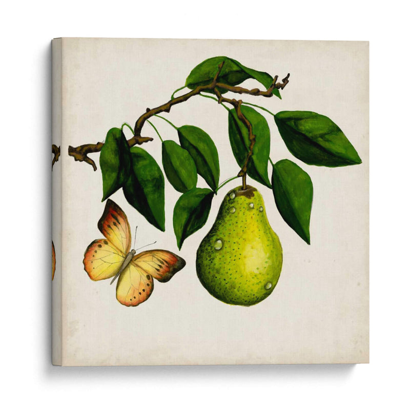 Fruta Con Mariposas I - Naomi McCavitt | Cuadro decorativo de Canvas Lab