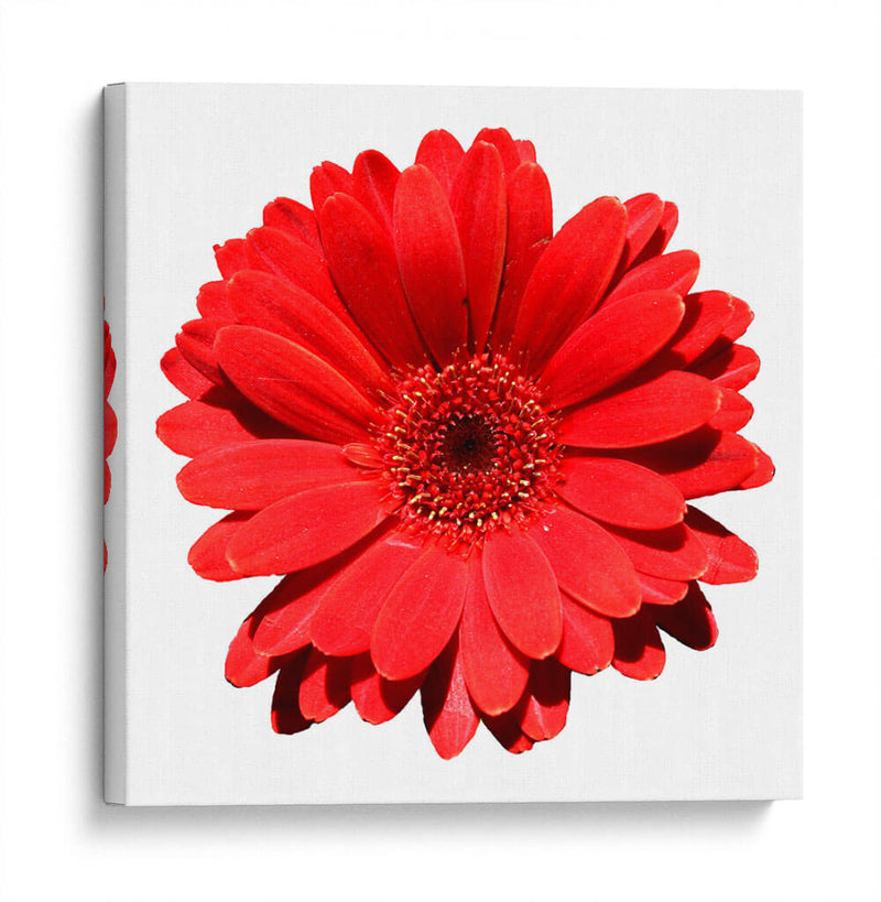 Gerbera roja | Cuadro decorativo de Canvas Lab