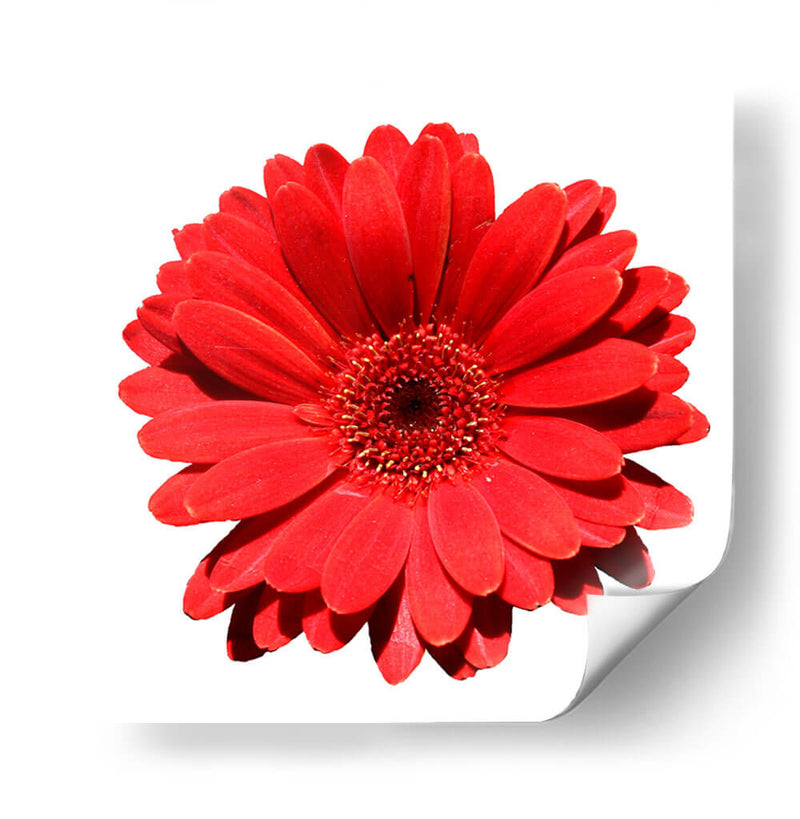 Gerbera roja | Cuadro decorativo de Canvas Lab