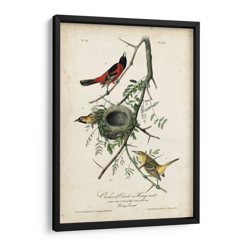 Orioles De Huerta - John James Audubon | Cuadro decorativo de Canvas Lab