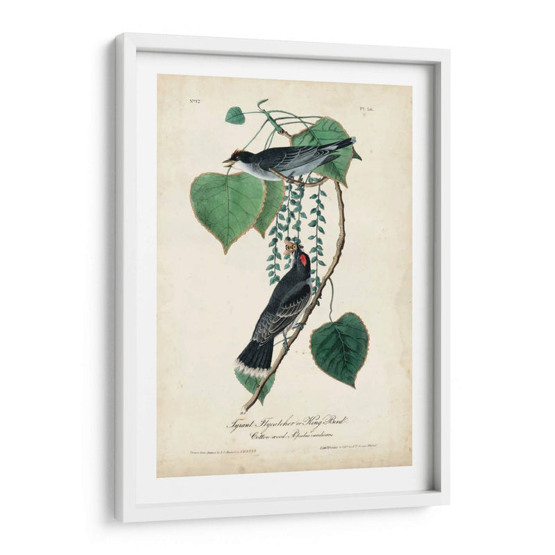 Flycatcher Y Rey ​​Pájaro - John James Audubon | Cuadro decorativo de Canvas Lab