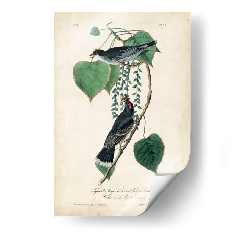 Flycatcher Y Rey ​​Pájaro - John James Audubon | Cuadro decorativo de Canvas Lab