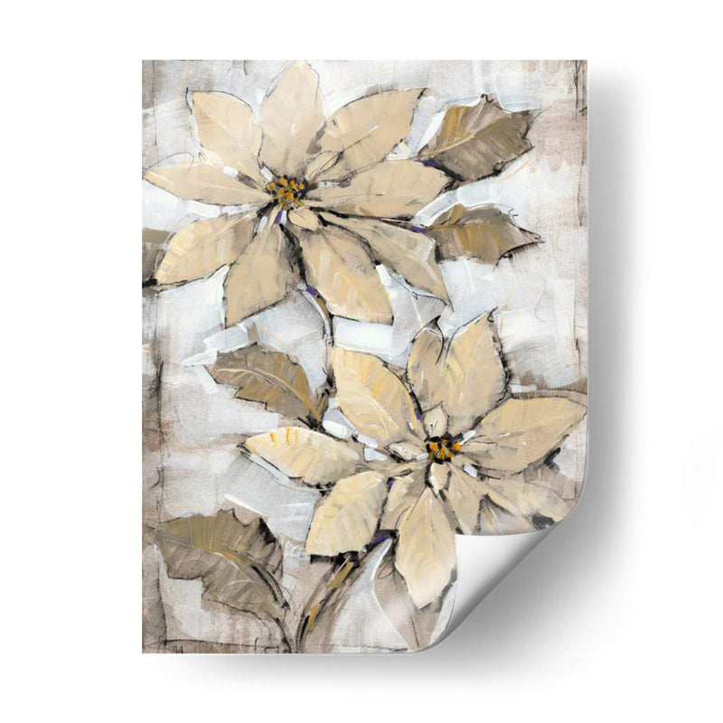 Poinsettia Study Ii - Tim OToole | Cuadro decorativo de Canvas Lab