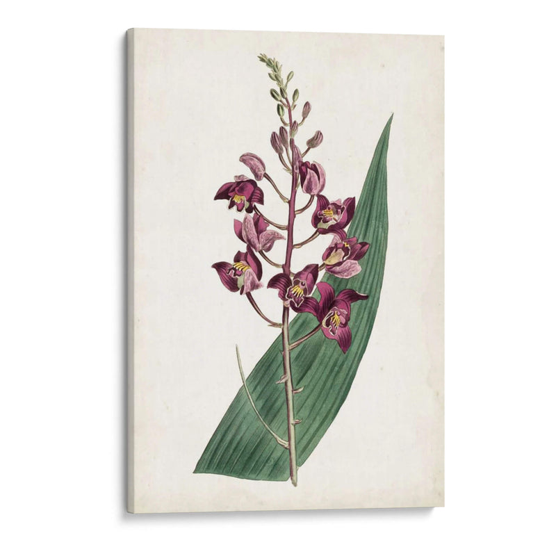 Lavanda Florales Viii - Curtis | Cuadro decorativo de Canvas Lab
