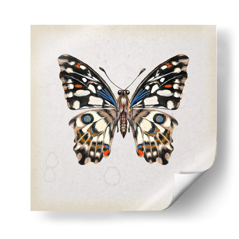 Estudio De Mariposa Ii - Melissa Wang | Cuadro decorativo de Canvas Lab