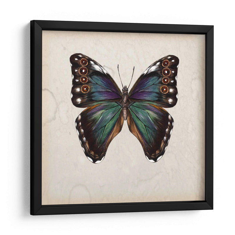 Estudio De Mariposa Iii - Melissa Wang | Cuadro decorativo de Canvas Lab