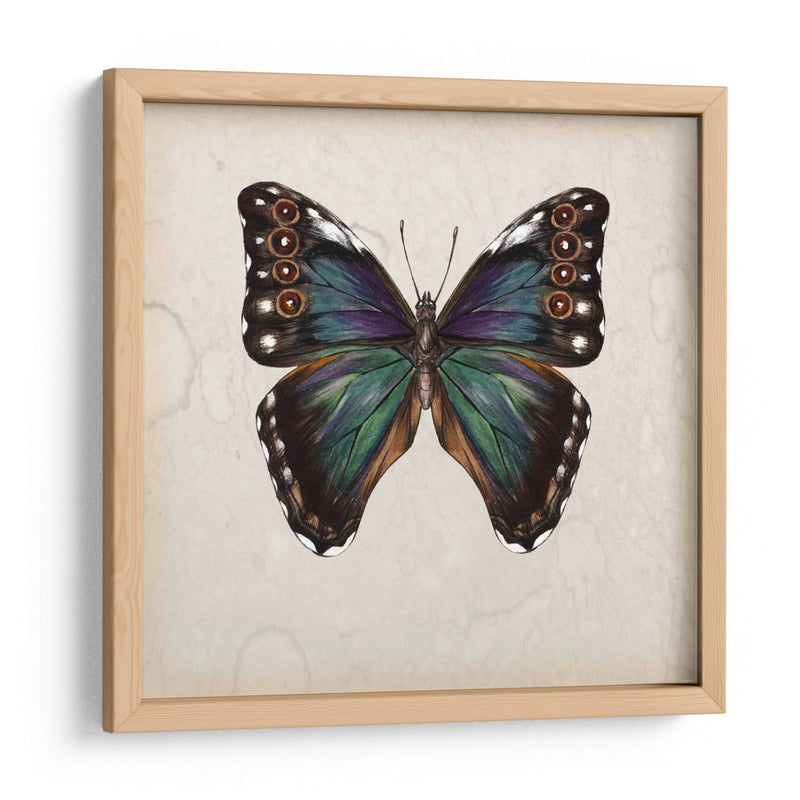 Estudio De Mariposa Iii - Melissa Wang | Cuadro decorativo de Canvas Lab