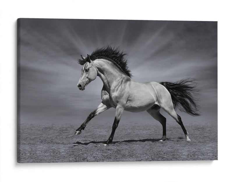La fuerza del caballo | Cuadro decorativo de Canvas Lab