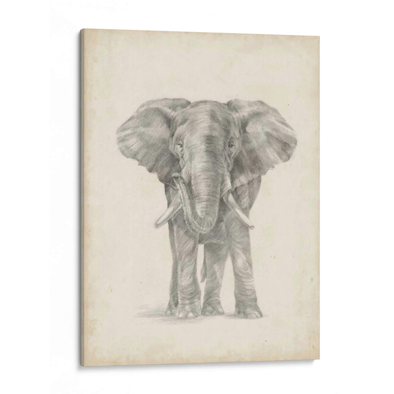 Bosquejo De Elefante Ii - Ethan Harper | Cuadro decorativo de Canvas Lab