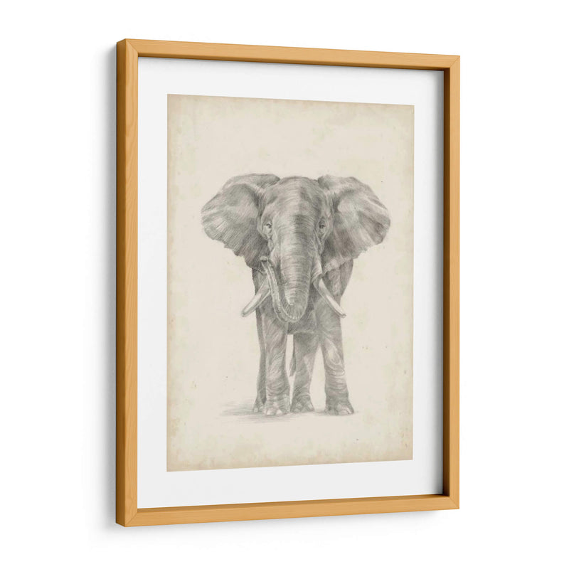 Bosquejo De Elefante Ii - Ethan Harper | Cuadro decorativo de Canvas Lab