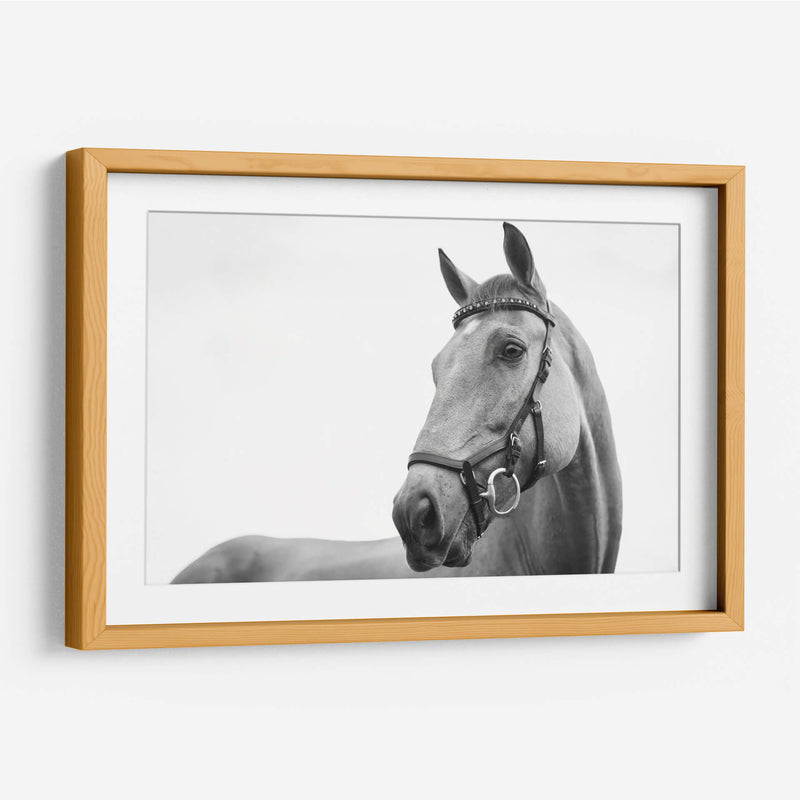 Perfil del caballo | Cuadro decorativo de Canvas Lab