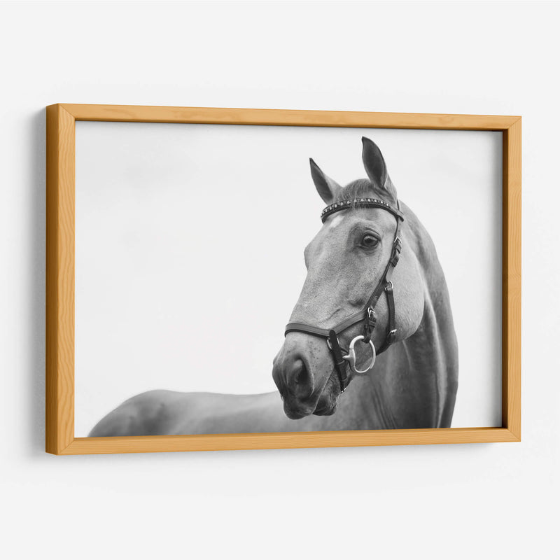 Perfil del caballo | Cuadro decorativo de Canvas Lab