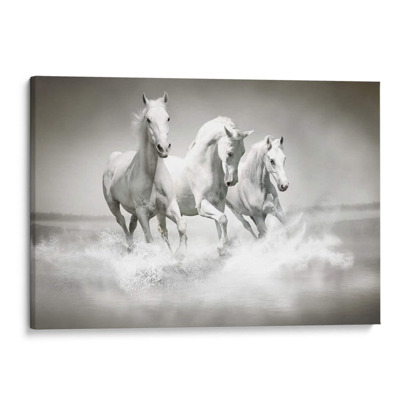 Tres caballos blancos | Cuadro decorativo de Canvas Lab