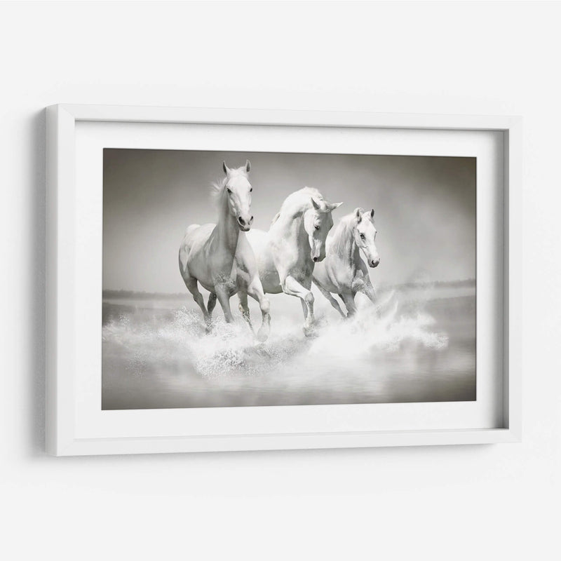 Tres caballos blancos | Cuadro decorativo de Canvas Lab