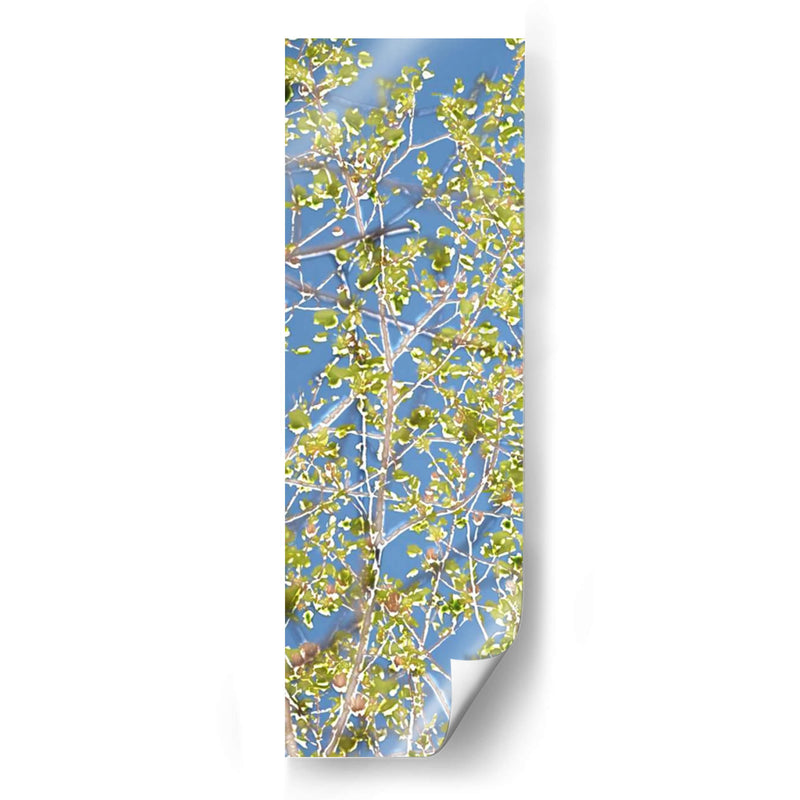 Poplars De Primavera I - Sharon Chandler | Cuadro decorativo de Canvas Lab